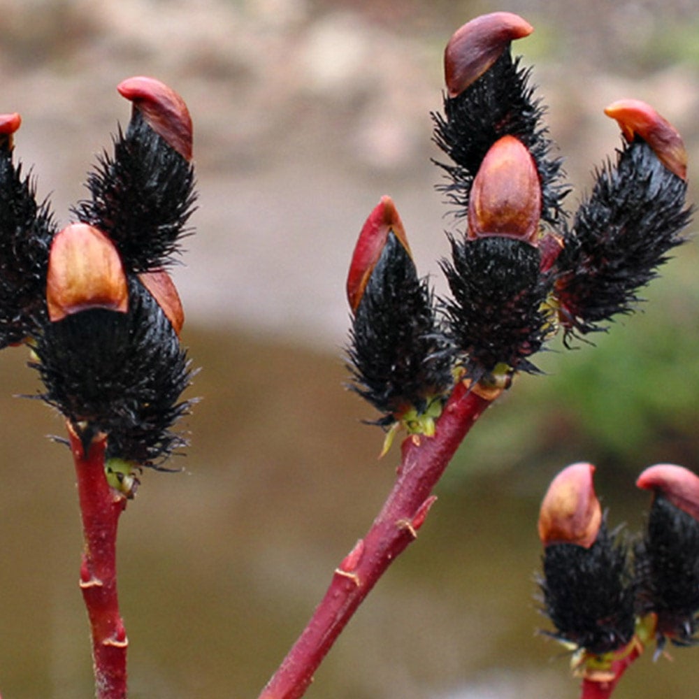 Willow Black Pussy Willow Salix melanostachys 2 Gallon